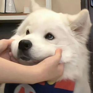 真人视范黄色动态图视频
